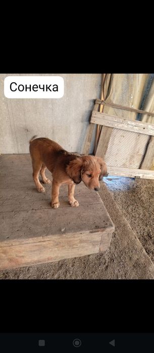 Отдам щенков в добрые руки