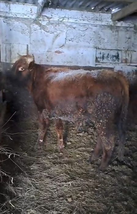 Продам 2 бычков на развод 2024г