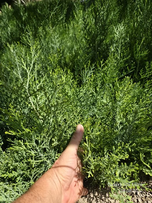 Туя голд кучатлари