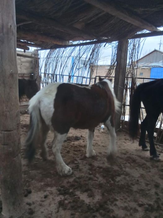 Жылқы малы сатылады..