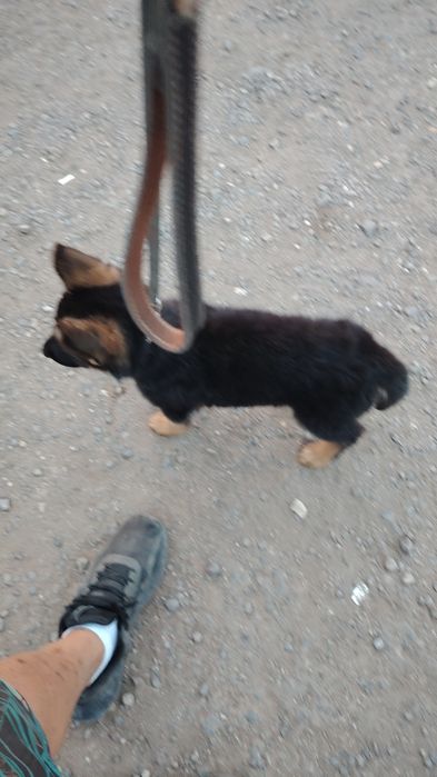 Продам щенков немецкой овчарки.