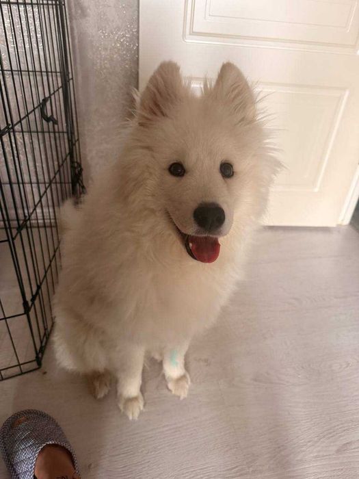 продается взрослый щенок Самоед