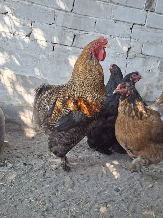 Продам Петю дерского