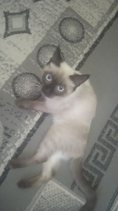 Отдам в добрые руки котенка