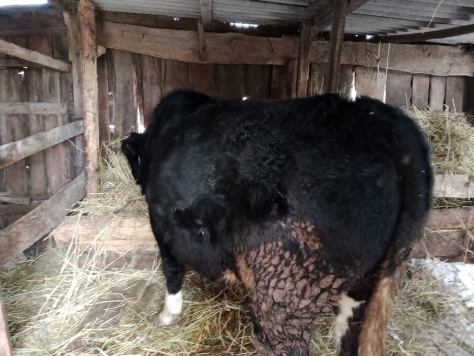 Продаётся бык черно-пестрой породы
