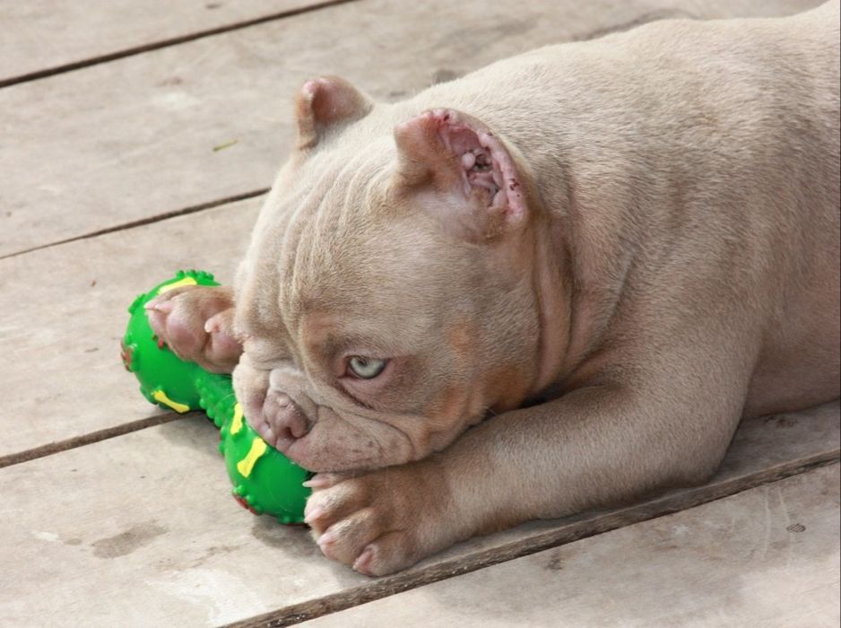 Американский буллли! Покет.