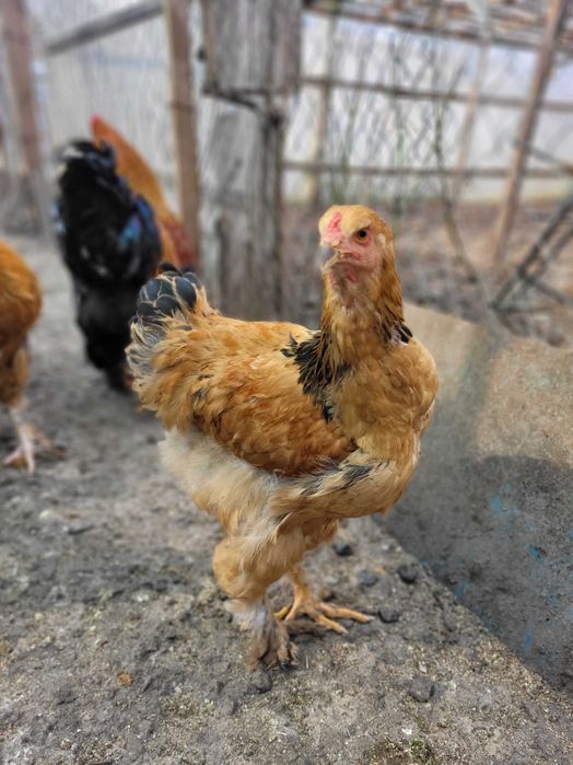 Cocoșei Brahma Diferite culori