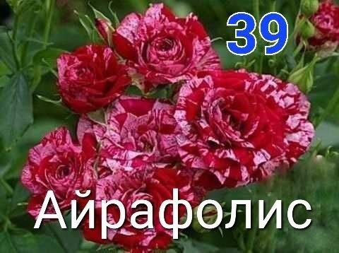 Atirgul ko'chatlari sotiladi