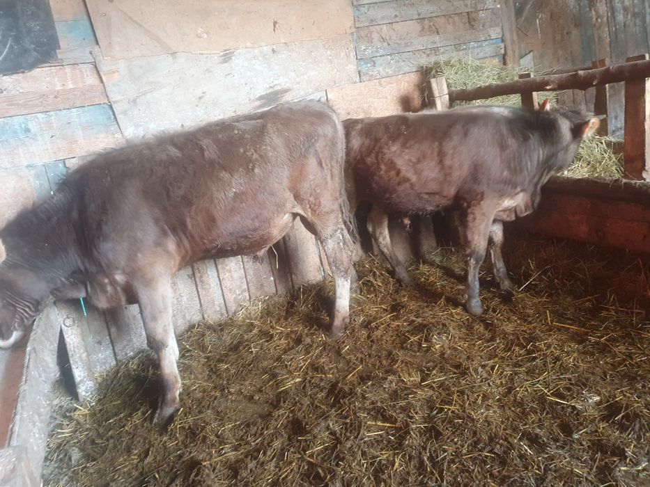 Vand 2 taurasi bruni