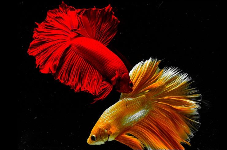 Аквариумные рыбки, аквариумы.