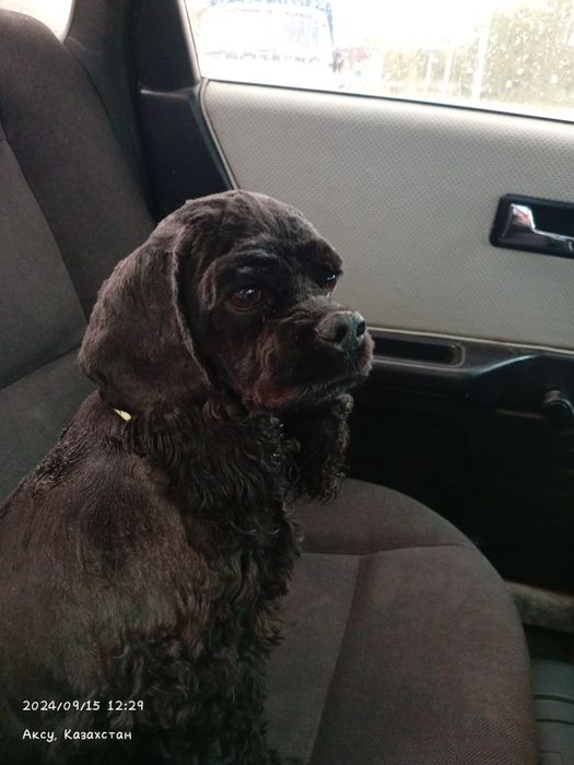 Ищем мужа американский кокер спаниель