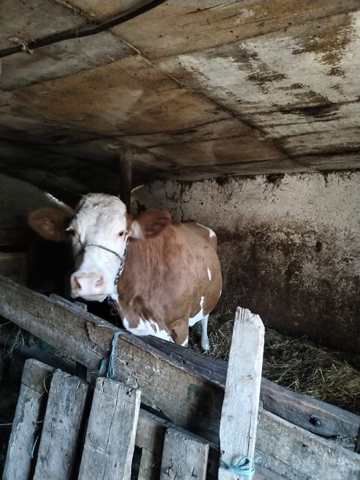 Vacă cu lapte de vănzare