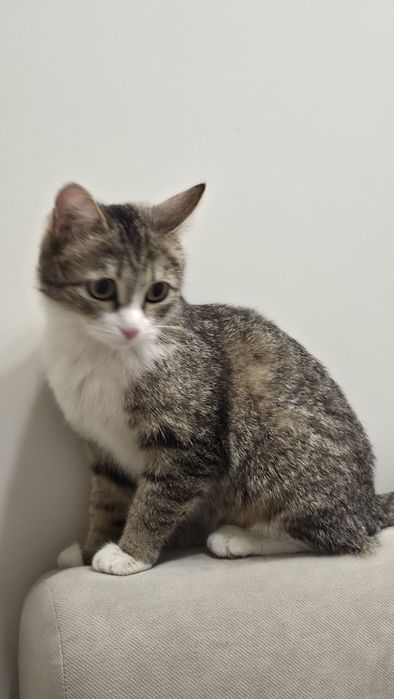 Отдам котёнка Девочка в добрые руки