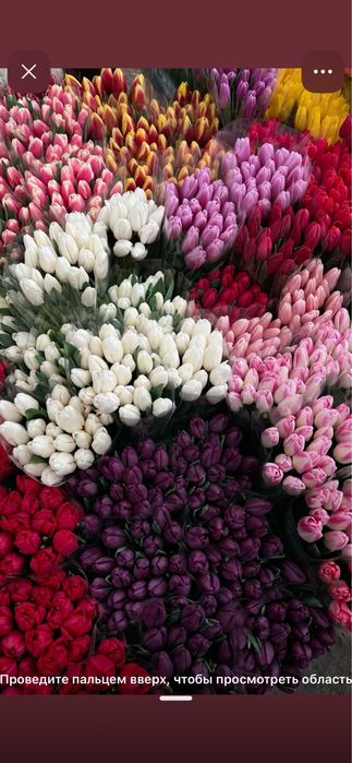 Тюльпаны оптом Алматы ( область)
