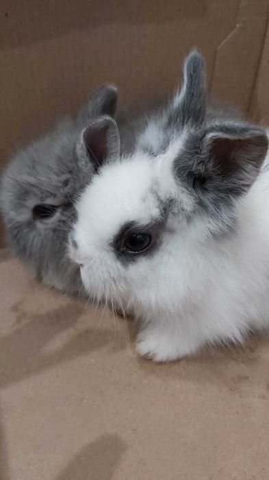 Продам декоративных кроликов