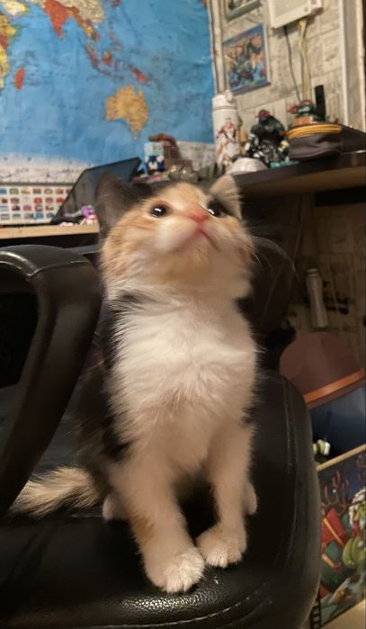 Трехцветный котенок
