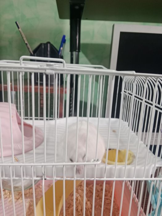 Продам хомяков с клеткой