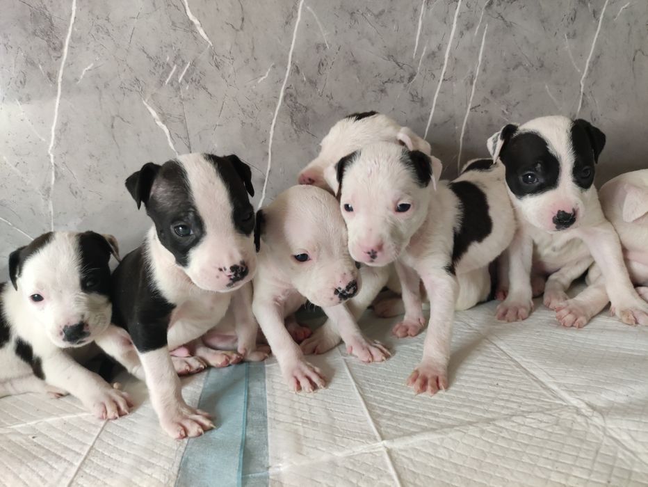 Очаровательные щенки