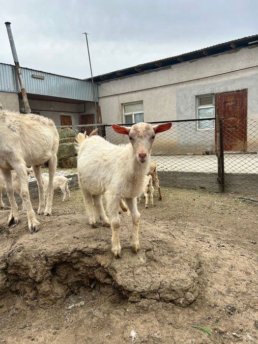 Занен пародалы лақтар сатылады