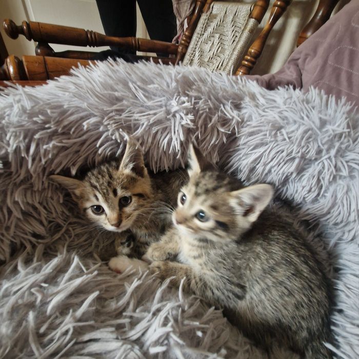 Котёнка в хорошие руки