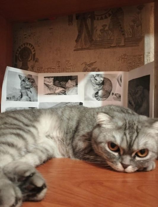 Шотландская вислоухая кошка