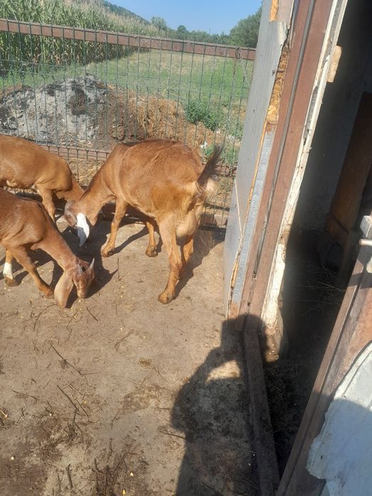 Vând capra la a doua fatare cu 2 iedute