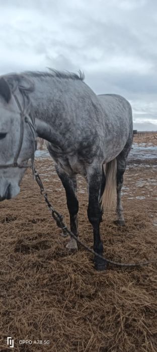 Жеребец для кокпара