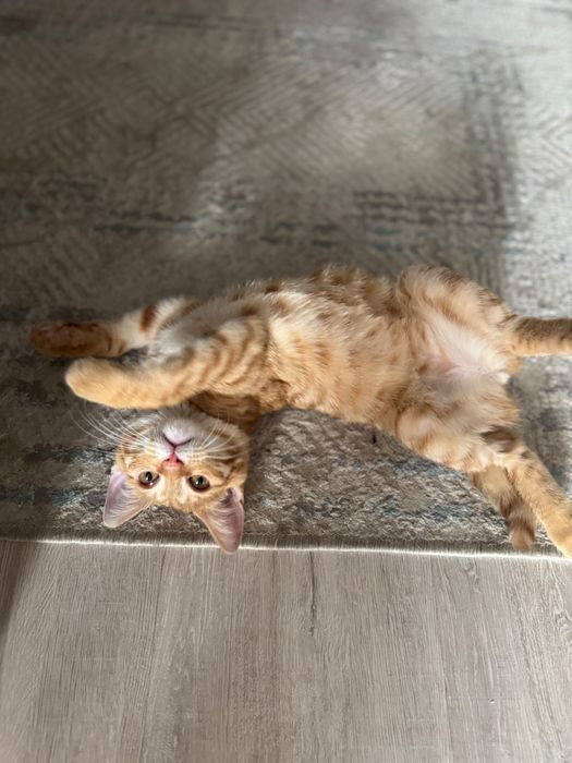 Котенок в поиске дома