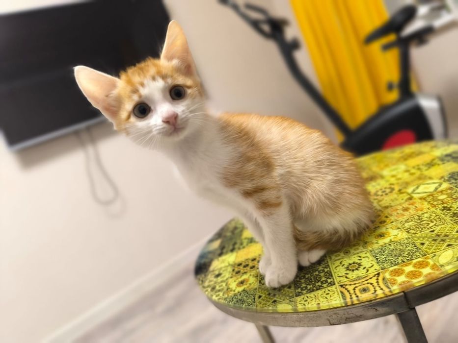 Котенок в добрые руки