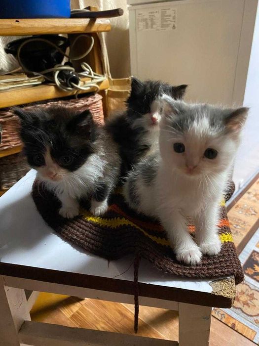Отдам котят в хорошие руки