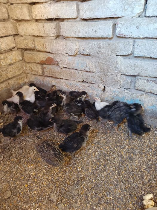 Pui de găină Australorp negru