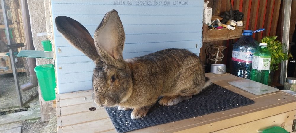 Белгийски великан зайци