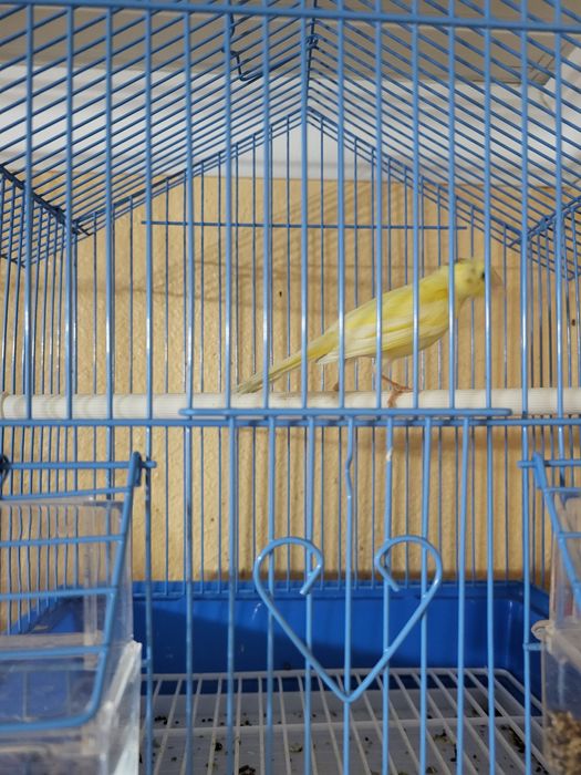 Продам кенора и канарейку