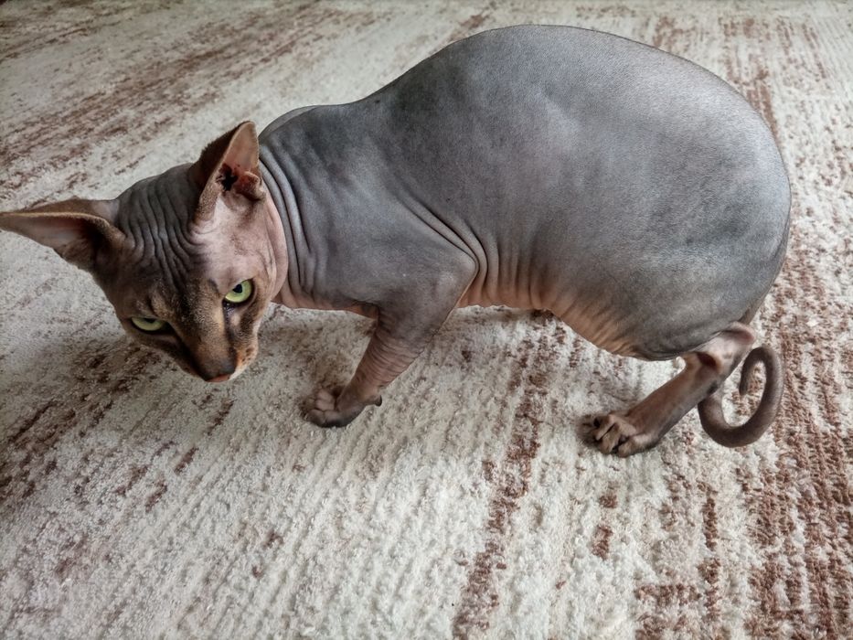 Вязка канадского сфинкса