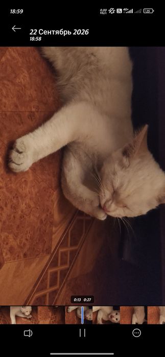 Нашли кота ,белый мальчик