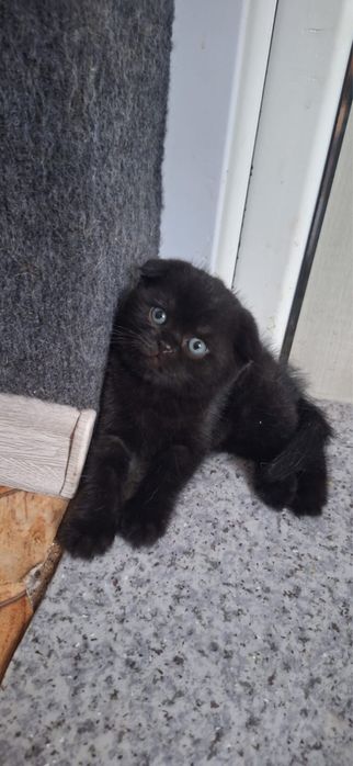 Котята британцы в хорошие руки