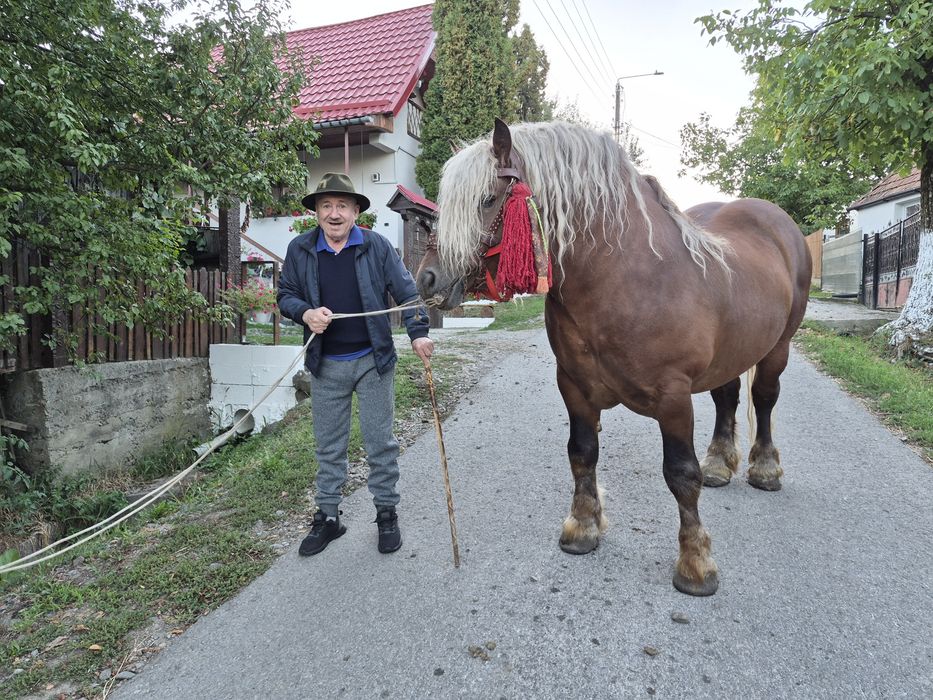 Armasar de calitate, posibil monta 5 ani in 3  mai