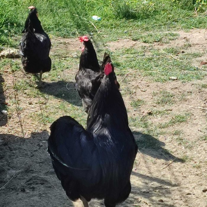 Vand familie gaini australop