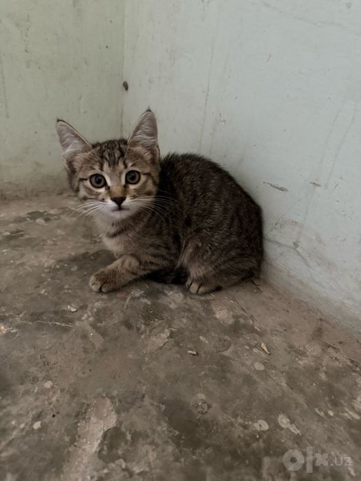 Котенок мальчик в добрые руки