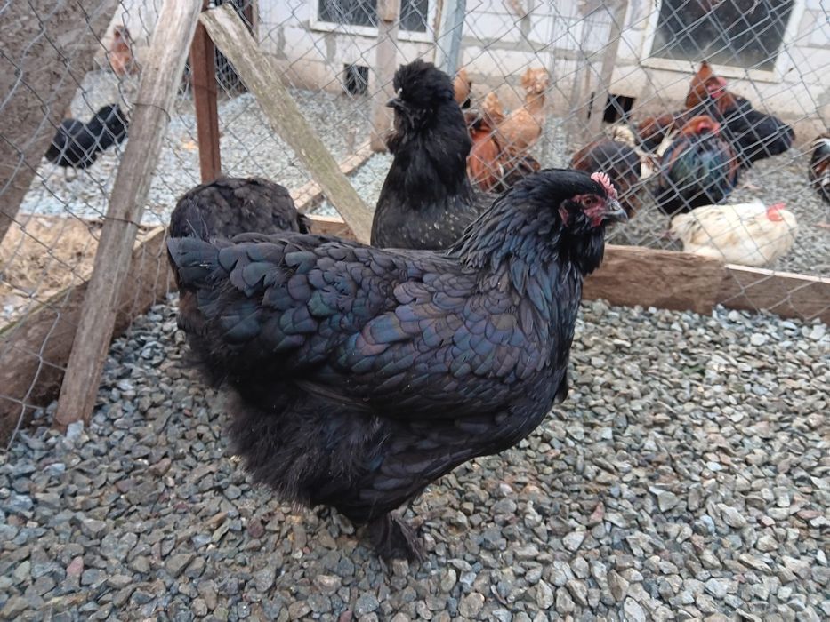 Oua pt incubat diferite rase