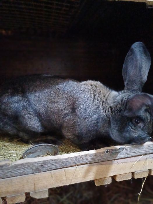 Продам молодых самцов.