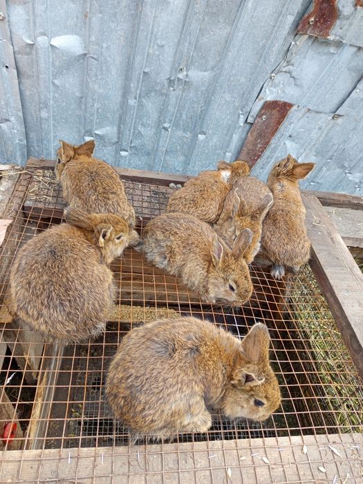 Продаётся кролики