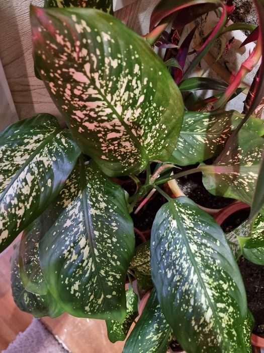 Комнатные цветы Дифенбахия