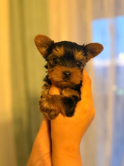 Vand 2 puiuti Yorkshire Terrier Toy [poze reale