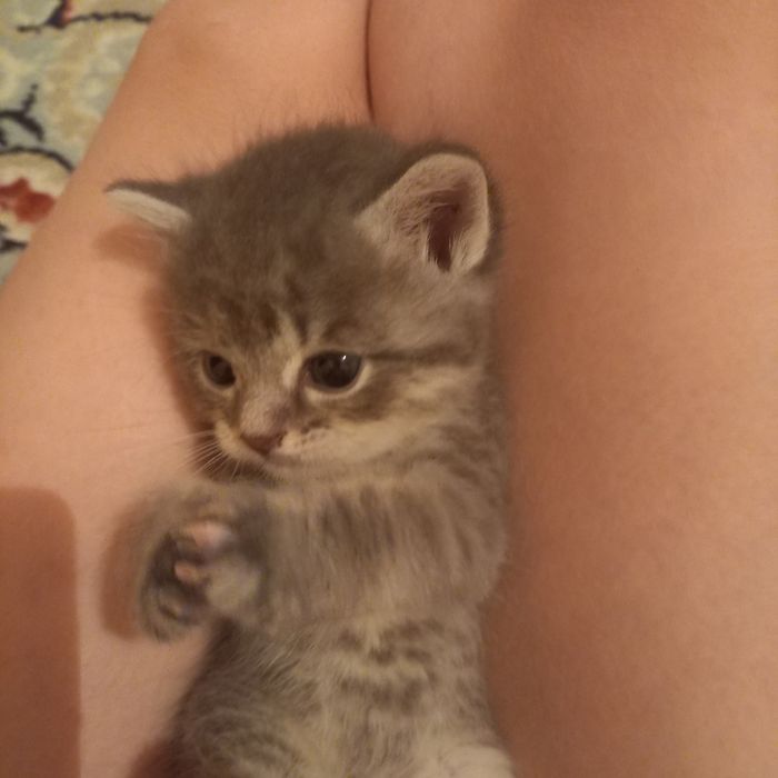 Котята  мальчики один месяц