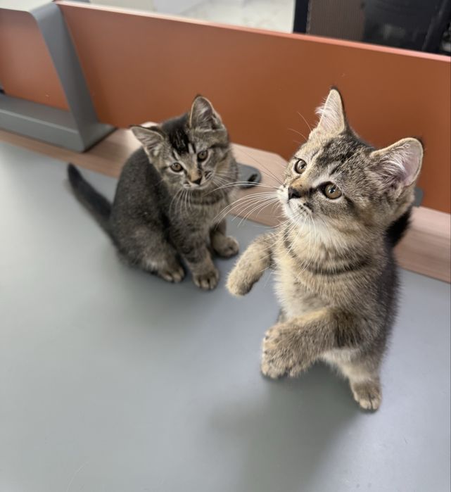 Отдаём котят-девочек в добрые руки