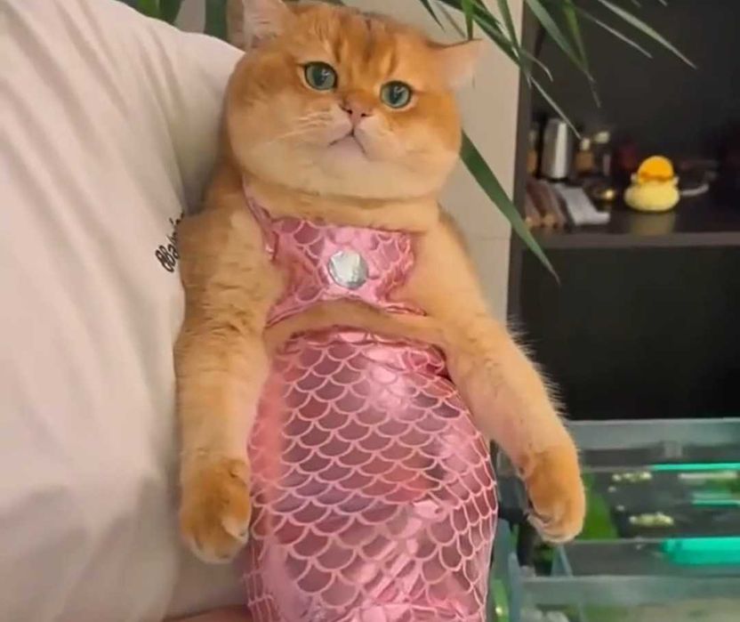 Костюм купальник русалки для кошек