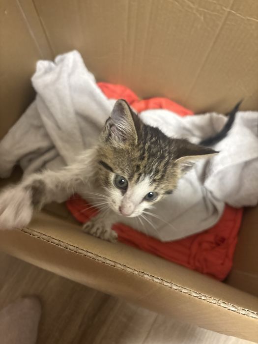 Motănel spre adopție