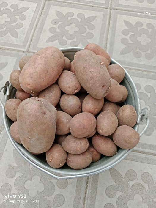 Продам  семенной картофель сорт Родрига.