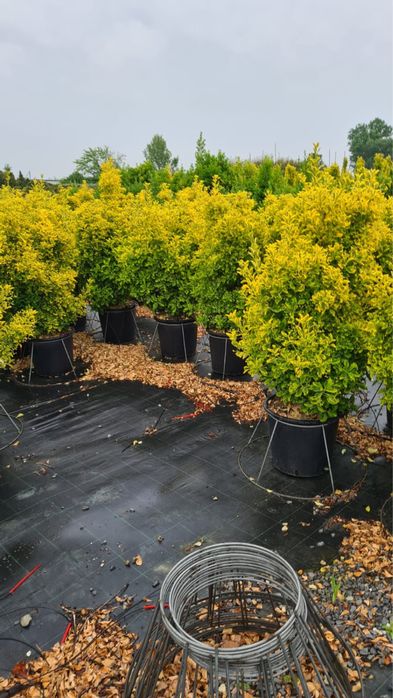 Vând Plante ornamentale orice specie